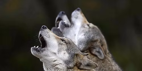 DECOUVERTE DES ENSEIGNEMENTS DES LOUVES