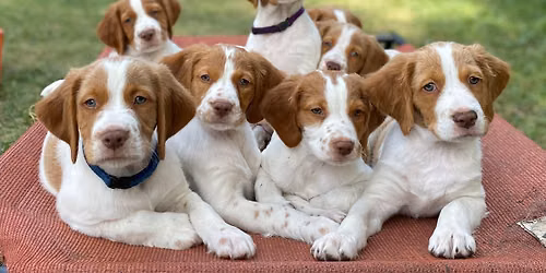 Puppy Yoga! Service Dog Fundraiser