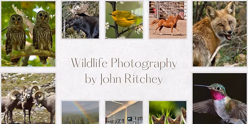 Wildlife Photography by John Ritchey
