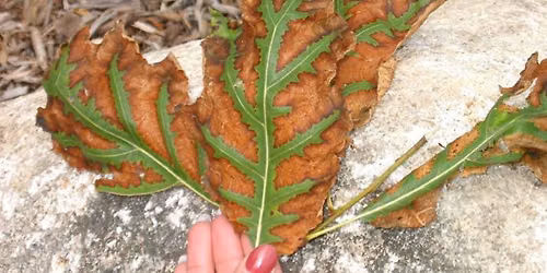 2026 Conservancy Days - Tree Health & Wacky Weather with Glen Stanosz