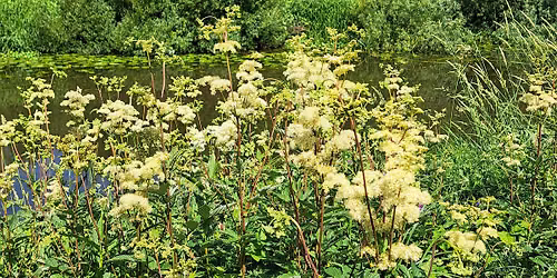 Herb Foraging Walk, Derby River Gardens