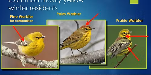 November Program: Warbler Watching