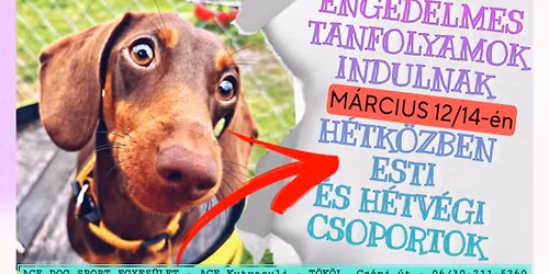 ACE Kutyasuli - KUTY\u00c1S ENGEDELMES TANFOLYAM \/M\u00c1RCIUS