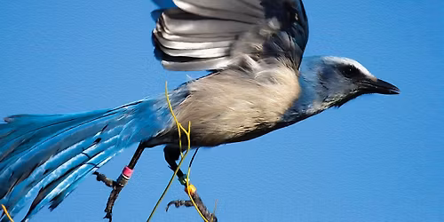 FIELD TRIP: Pelican Island Audubon Martha Wininger Reflection Park