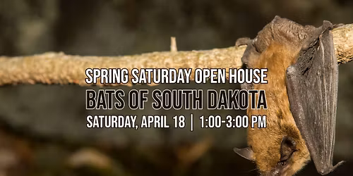 Bats of South Dakota - Spring Saturdays