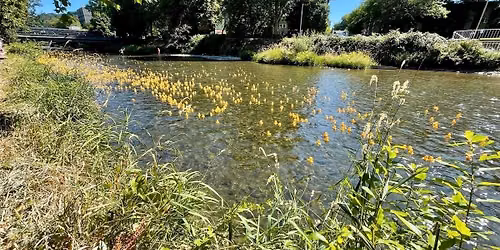 Renton Rotary RUBBER DUCKY DERBY 