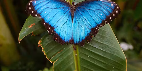 Rundvisning p\u00e5 Skt.Birgitta Klostret i Maribo.