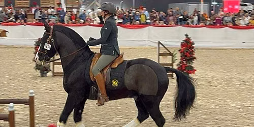 Working Equitation Kurs mit Katrin Frankenberger