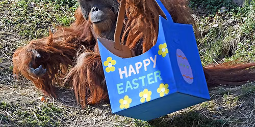 Easter Celebration presented by Mike's Car Wash