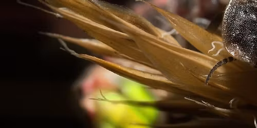 Glow-worms of the Great Fen