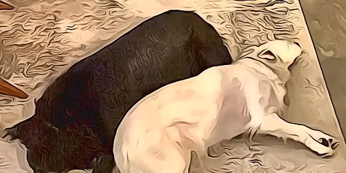 Denver Christmas Show