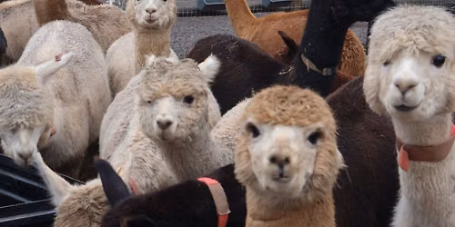 Flock Fiber Festival