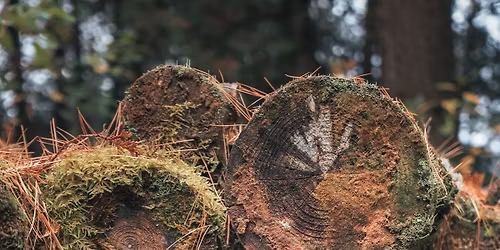 Accueillir novembre. Conversations avec la nature