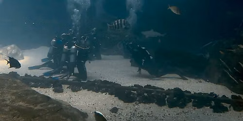Dive with gentle giants 