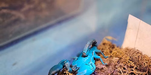 Camouflage, Claws and Courage!