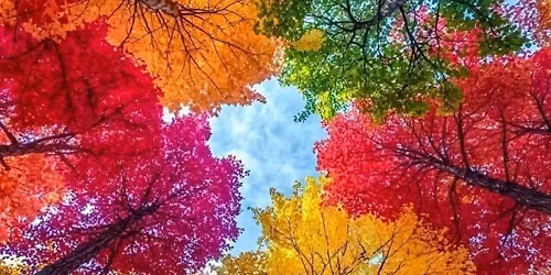 Under The Rainbow Tree Canopy 