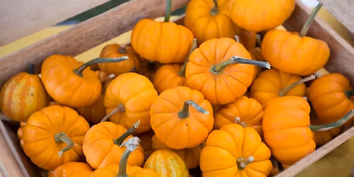 2026 Pumpkins on Parade