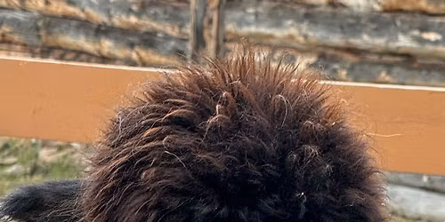 Starting the weekend on the right Paw \ud83d\udc3e