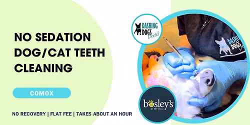 No Sedation Pet Teeth Cleaning - Comox