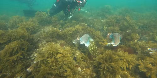 Diveline Sunday Social Dive