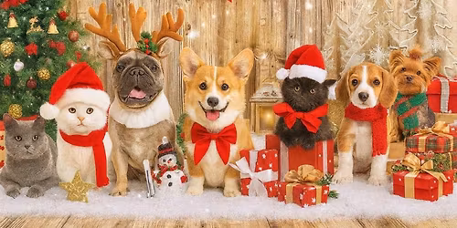 Christmas Pet Photos at Cedarwood! \ud83d\udc36\ud83d\udc31\ud83c\udf84