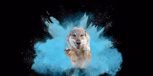 "Flash et pattes" au doogo club