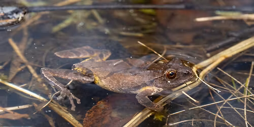 Frog Walk \u2013 Adults (7pm - 8:30pm)