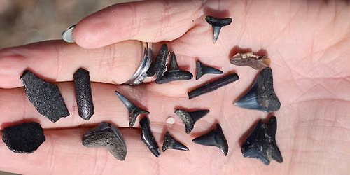 Shark Tooth Search!