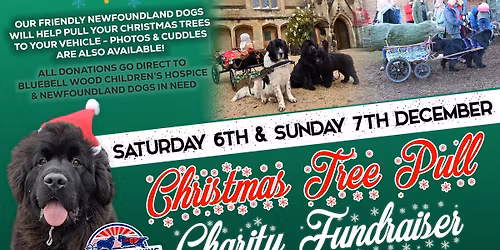 Newfoundland Dog Christmas Tree Pull - Charity Fundraiser at Bawtry Forest