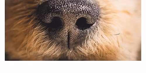 Nosework Workshop with Dave Conroy & Todd Johnson