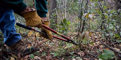 Invasive Plant Pull at Fuller Forest
