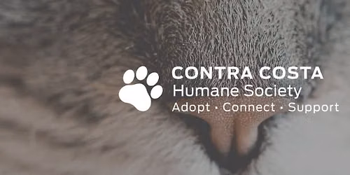 Hot Cat Summer Adoption Event