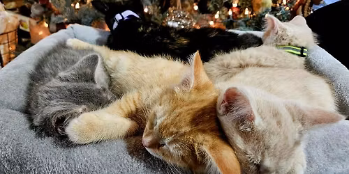 Home for the Pawlidays - Adoption Event