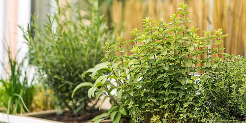 Know & Grow: Herb Gardening