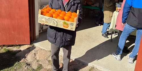 Appelsinfest med juleappelsiner fra Portugal 