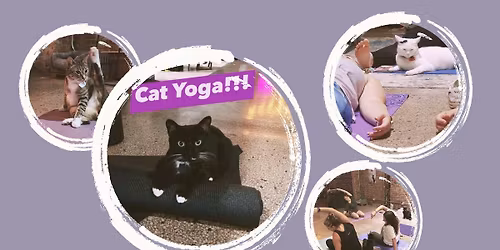 Cat yoga