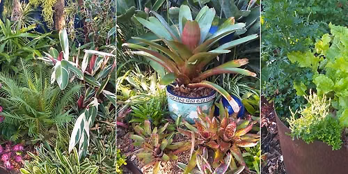 Gardening in Small Spaces