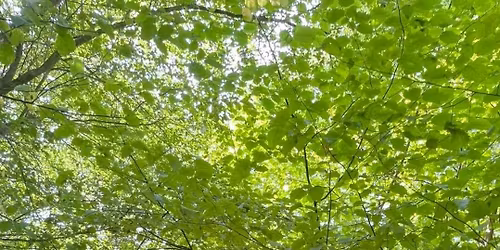 Forest Flow