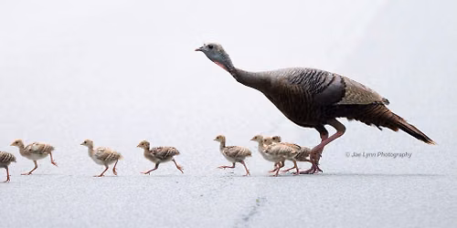 Wild Turkeys: The Great Comeback!