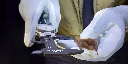 Bat Handling, Hand Netting & Endoscope Use