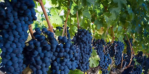 Molly Dooker - Wines that fit like a (left-handed velvet) glove