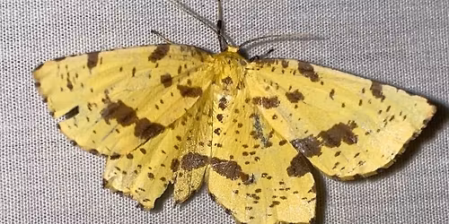 Moth Observation Night @ Lewis Ginter