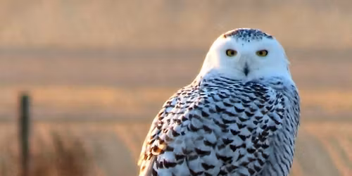 Listen for owls outdoors-- bundle up!