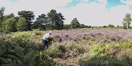 Snelsmore Common Wildlife Walk - Snelsmore Common, Tuesday 14 July
