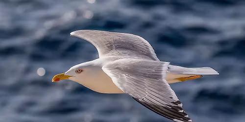 BIRDWATCHING AROUND HELSTON BOATING LAKE AND WOODS