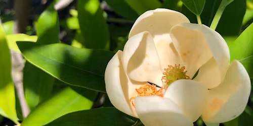 City of Newport Tree Planting