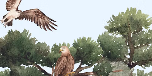 \ud83e\udd89Wingmasters - New England Birds of Prey - For ages 6+\ud83e\udd89
