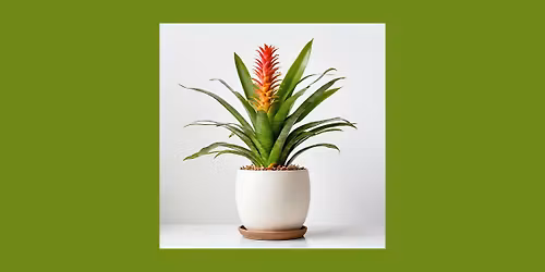 Urban Gardens - Beautiful Bromeliads!