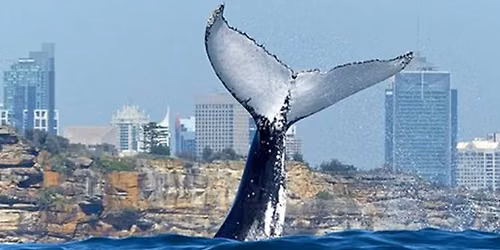 Sydney Whale-Watching Cruise Including Lunch or Breakfast Tickets