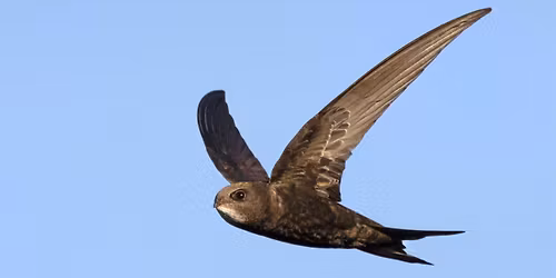 Willow Swift Weaving Workshop - Sutton Courtenay, Thursday 13 August